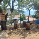 Animali da compagnia