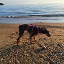 Animali da compagnia
