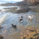 Animali da compagnia